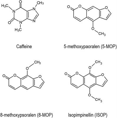 Inhibition of Caffeine Metabolism by Apiaceous and Rutaceae Families of Plant Products in Humans: In Vivo and In Vitro Studies